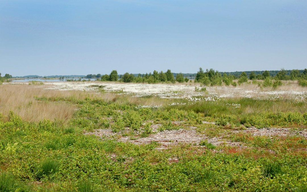 Steeds meer toeristen weten de weg naar het Bargerveen te vinden