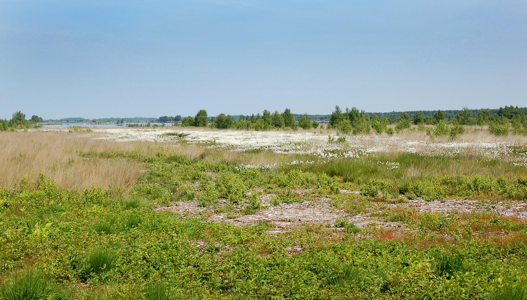 Steeds meer toeristen weten de weg naar het Bargerveen te vinden