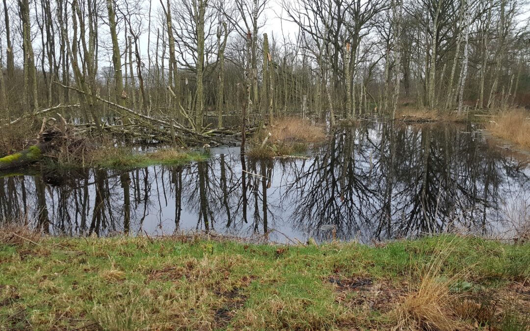 Voorjaarswandeling Schoonebeekerveld 12-04-25