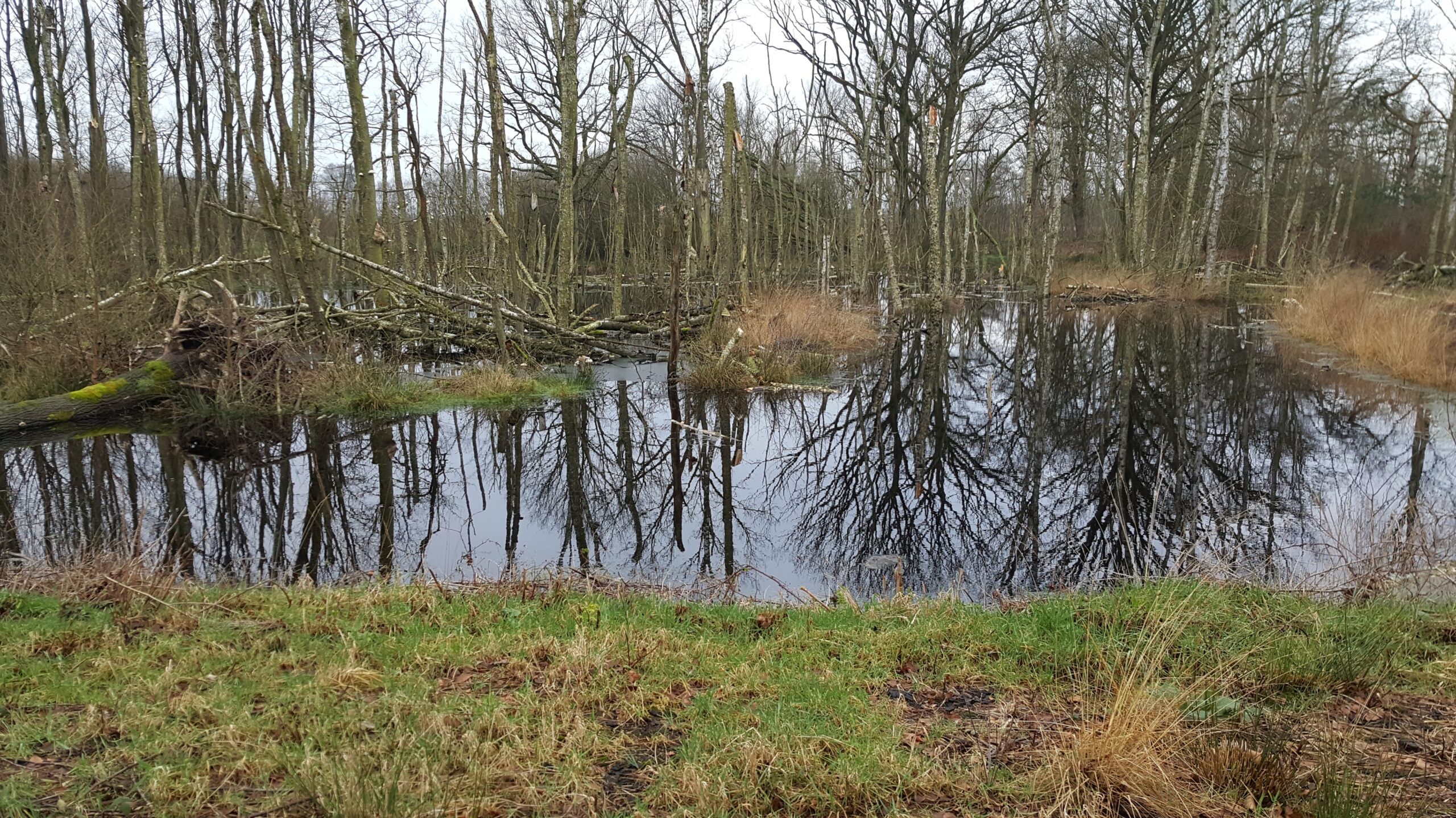 Voorjaarswandeling Schoonebeekerveld 12-04-25